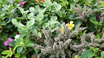 découvrez comment ces charmants arbustes peuvent révolutionner votre jardin avec simplicité et sans effort. idéaux pour les jardiniers en quête de beauté naturelle sans contraintes!