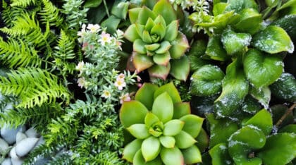 découvrez les cinq plantes essentielles à protéger du froid cet hiver et apprenez comment les abriter efficacement pour préserver leur santé jusqu'au printemps.
