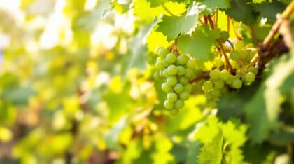 découvrez en octobre cette variété méconnue de vigne, idéale pour préparer une récolte abondante et exceptionnelle de grappes la saison prochaine. conseils et astuces pour réussir votre culture.