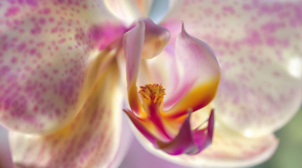 découvrez pourquoi un détail souvent ignoré peut transformer la santé de votre orchidée. après la chute des fleurs, apprenez les gestes essentiels à adopter pour assurer la vitalité et la floraison de votre plante d'intérieur préférée.