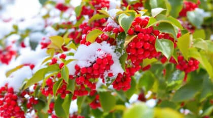 découvrez quels arbustes planter dès aujourd'hui pour attirer, nourrir et abriter les oiseaux durant l'hiver. offrez-leur un refuge chaleureux et participez à la préservation de la biodiversité dans votre jardin !