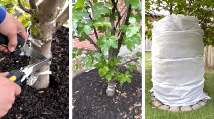 découvrez comment protéger efficacement votre figuier avant l'hiver avec ces 3 étapes clés à réaliser en octobre pour garantir sa survie et une belle reprise au printemps prochain.