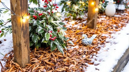 découvrez comment transformer votre jardin en un espace vivant et coloré même en plein hiver grâce à cette astuce incontournable. profitez de conseils simples pour sublimer votre extérieur durant la saison froide !