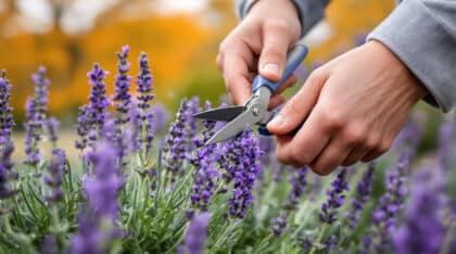 découvrez comment tailler votre lavande cet automne grâce à nos astuces pratiques et obtenez une floraison abondante au printemps prochain. conseils faciles pour jardiniers débutants et expérimentés !