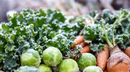 découvrez les légumes d'hiver les plus résistants au froid, capables de prospérer sous le gel et de pousser sans craindre le manque de soleil. profitez de leurs bienfaits et cultivez un potager robuste toute la saison hivernale !