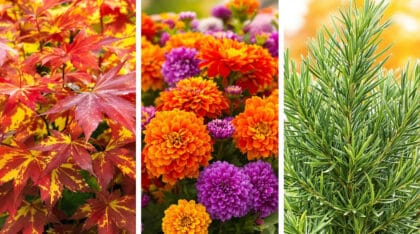 découvrez comment simplifier votre jardinage en octobre en vous concentrant sur trois plantations essentielles. nos conseils pratiques pour un jardin florissant et facile à entretenir cet automne !