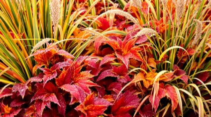 découvrez comment sublimer votre jardin en automne grâce à des vivaces et graminées résistantes, offrant des couleurs éclatantes et des textures variées, sans effort d’arrosage.