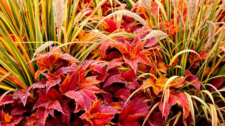 découvrez comment sublimer votre jardin en automne grâce à des vivaces et graminées résistantes, offrant des couleurs éclatantes et des textures variées, sans effort d’arrosage.