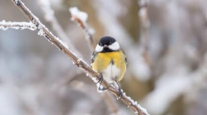 chaque hiver, un élément commun de nos jardins menace la survie des mésanges. découvrez dans cet article l’astuce recommandée par les experts pour protéger ces oiseaux et leur offrir un avenir plus sûr.