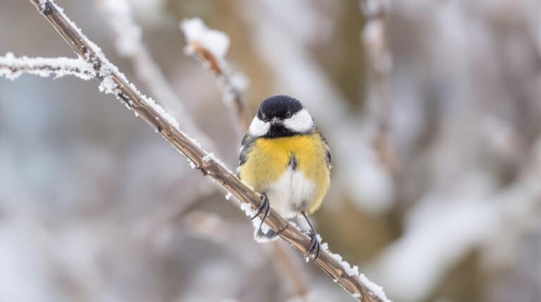 chaque hiver, un élément commun de nos jardins menace la survie des mésanges. découvrez dans cet article l’astuce recommandée par les experts pour protéger ces oiseaux et leur offrir un avenir plus sûr.