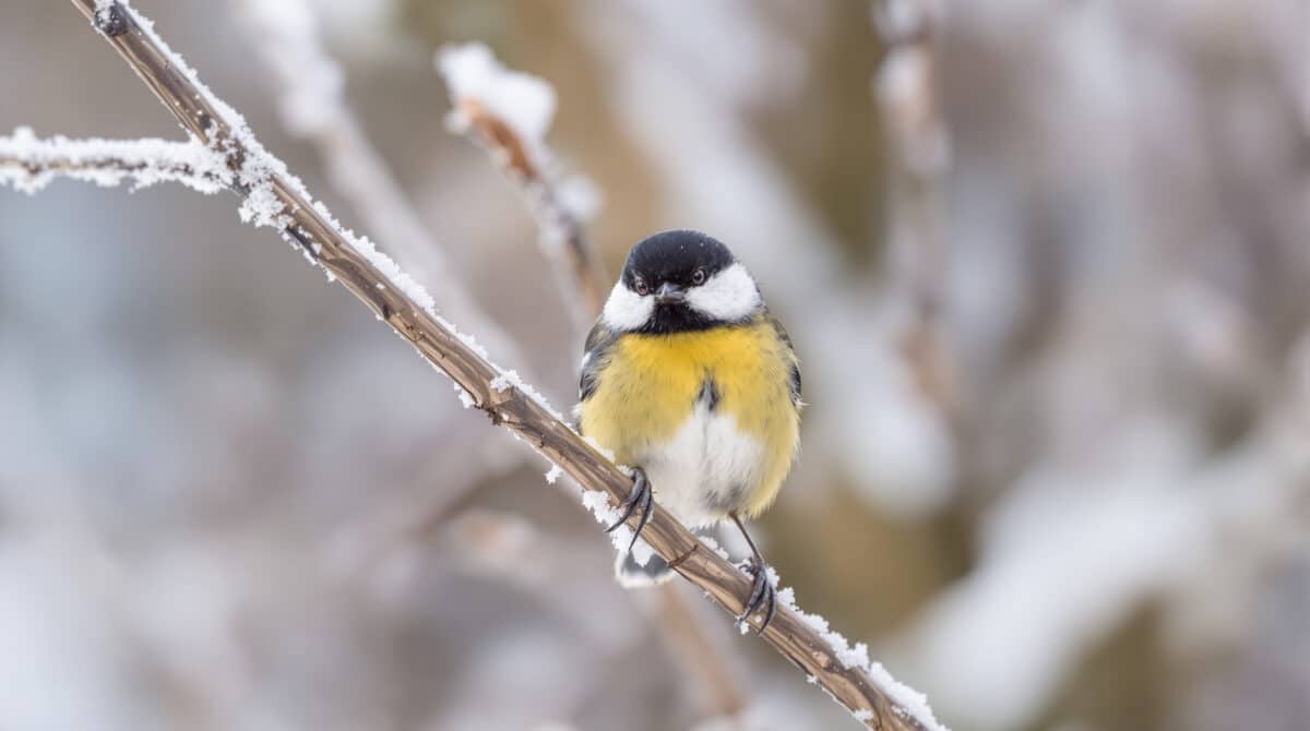 chaque hiver, un élément commun de nos jardins menace la survie des mésanges. découvrez dans cet article l’astuce recommandée par les experts pour protéger ces oiseaux et leur offrir un avenir plus sûr.