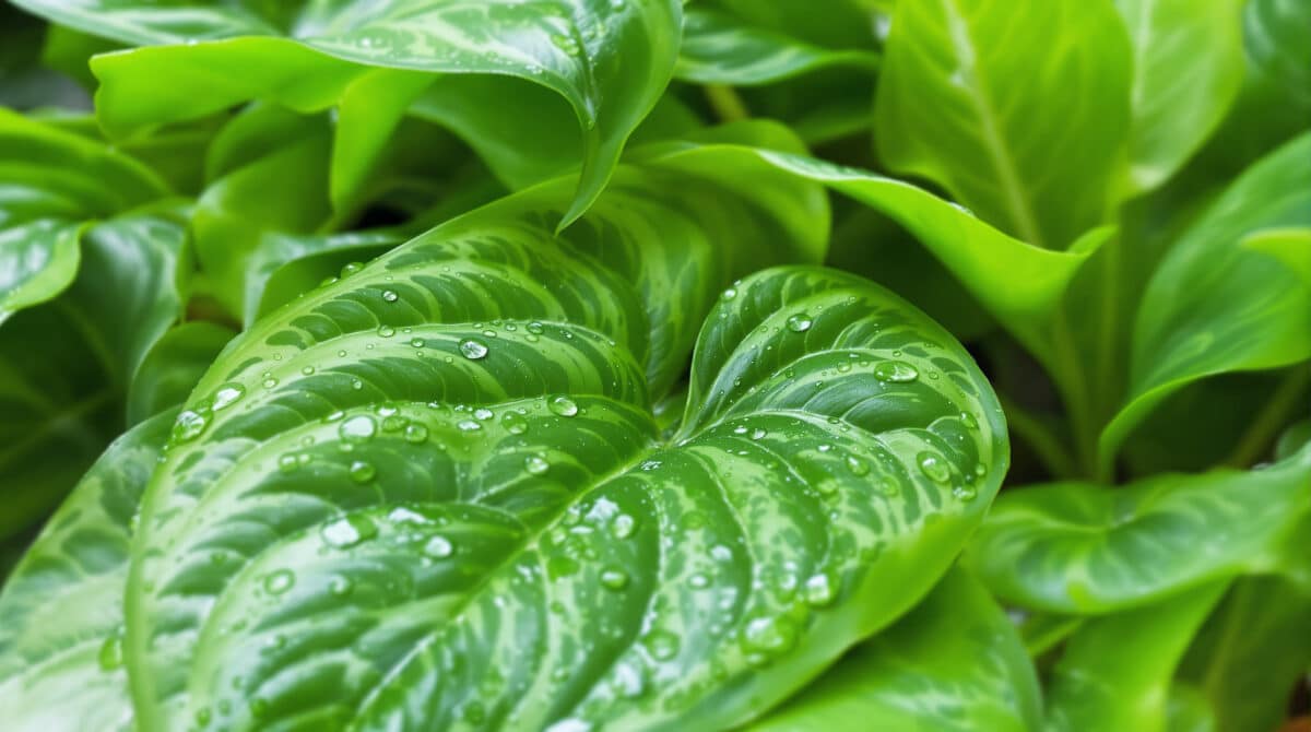 découvrez les plantes surprenantes qui combattent l'humidité dans votre maison tout l'hiver. la troisième plante va vraiment vous étonner !