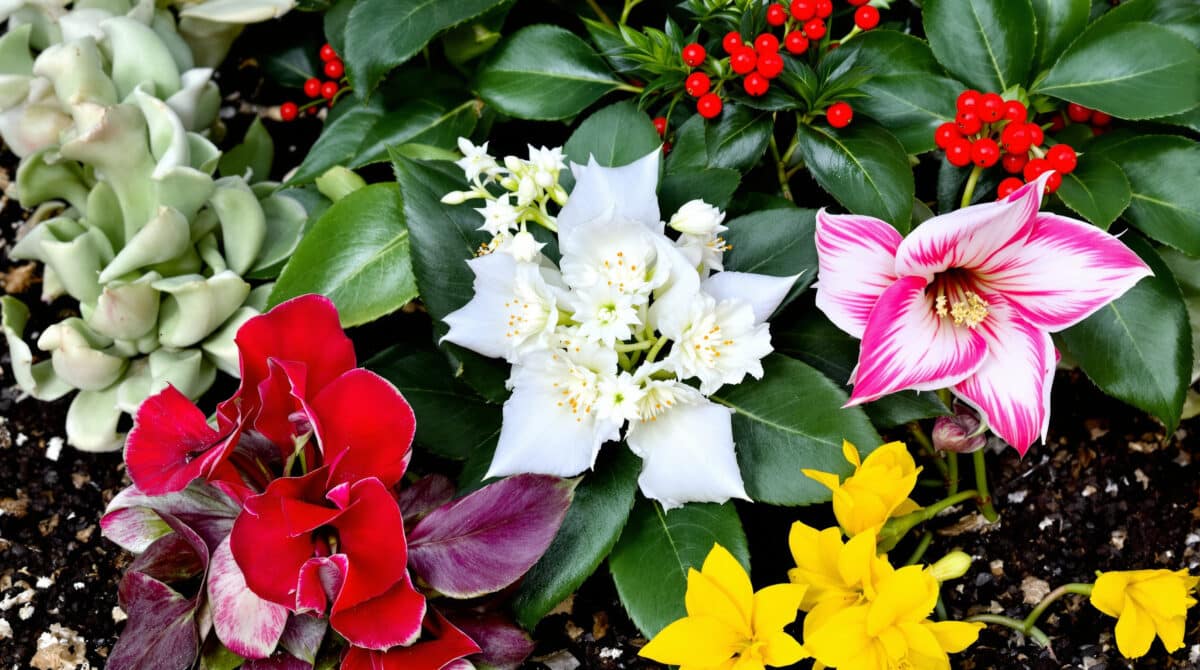 découvrez 5 plantes hivernales originales qui rivalisent avec le poinsettia et séduisent les experts pour décorer votre intérieur à noël. idées tendances, conseils et inspirations naturelles pour un hiver enchanteur.